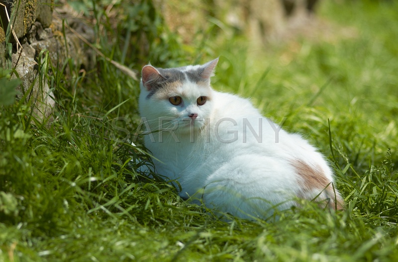 BRITISH SHORTHAIR 068.jpg